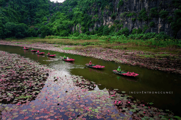 Experience the Radiant Water Lily Season in Tam Coc, Ninh Binh